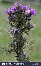 Tall Spiky Purple Flowers