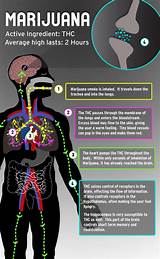 How Long Does Marijuana Stay In The Body System Images