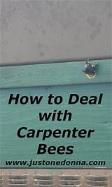 Insecticidal Dust For Carpenter Ants Photos