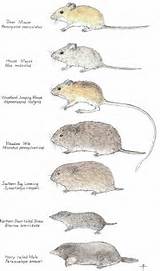 Types Of Rat Poison Photos
