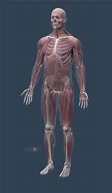 Images of Human Anatomy Software