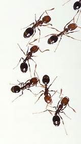 Fire Ants Vs Termites Photos