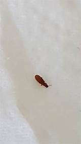 Identifying White Ants Photos