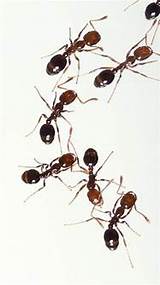 Red Carpenter Ants Texas Photos