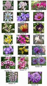 Images of British Flowers Identification
