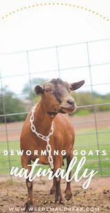 Images of Goats Farming