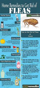 Natural Treatment For Fleas In Yard Pictures