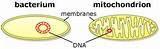 Mitochondrial Theory Evolution Images