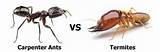 Pictures of Fire Ants Vs Carpenter Ants