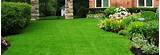 Pictures of Lawn Care Tampa
