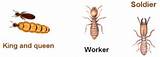 Types Of Termite Control Images