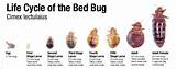 Photos of Bed Bug Treatment Omaha