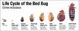 Photos of How To Get Rid Of Bed Bugs Malaysia