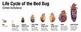 Photos of Heat Vs. Chemical Treatment For Bed Bugs