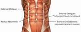 Pictures of Core Rotation Muscles
