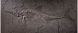 Images of Dinosaur Fossil Hoax