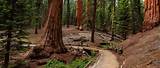 Pictures of Sequoia National Park Reservations