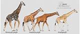Pictures of Giraffe Theory Of Evolution