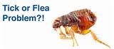 Photos of Flea Pest Control