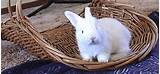 Images of Raising Angora Rabbits For Profit