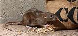 Home Remedies For Rodent Control Photos