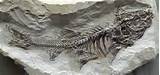 Images of Dinosaur Fossils