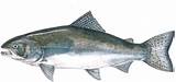 Images of Chinook Fish