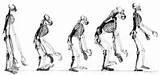 Images of Facts About Darwin Theory Of Evolution