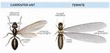 Images of Carpenter Ants Termites Difference