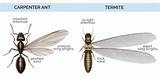 Images of Termite Vs Carpenter Ant Pictures