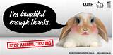 Images of Animal Testing For Makeup