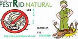 Pesticides For Termite Control In India