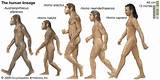 Images of Theory Of Evolution Lucy