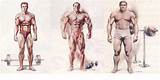 Images of Ectomorph Bodybuilding Training