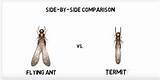 Difference Between Termites And White Ants Photos