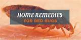 Photos of Home Remedies For Flying Bugs