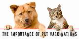 Pet Insurance Vaccinations Images