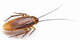 Images of Pest Control Cockroach