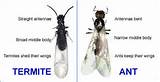Termite Vs Carpenter Ant Pictures Images