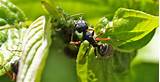 Ants In Plants Control Images