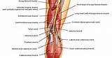 Pelvic Floor Muscles Netter Pictures