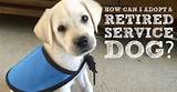 Images of How To Adopt A Service Dog That Failed
