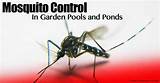 Images of Mosquito Larvae Control In Ponds