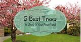 Pictures of Best Trees For Front Yard Landscaping