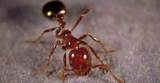 Photos of Facts About Fire Ants