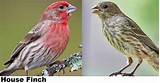 Difference Between House Sparrow And House Finch Images
