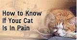 Cat Pain Medication Otc Photos