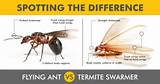 Difference Between Termite And Flying Ant Photos