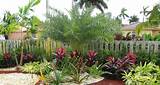 Pictures of Low Maintenance Landscape Plants For South Florida