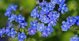 True Blue Flowers Perennials Photos